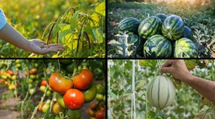 Crops Farming: हर मौसम में उगाई जा सकती हैं ये 10 फसलें Crops Farming: हर मौसम में उगाई जा सकती हैं ये 10 फसलें