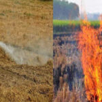 Decomposer Wettable Powder: हरियाणा में सरकार किसानों को फ्री में देगी डीकम्पोजर वेटेबल पाउडर, पराली जलाने के झंझट से मिलेगा छुटकारा