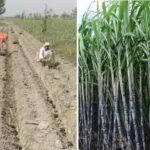 Ganne Ki Kheti: गन्ने के साथ इन फसलों की खेती बढ़ाएगी मुनाफा