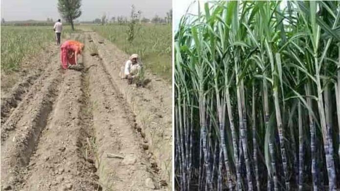 Ganne Ki Kheti: गन्ने के साथ इन फसलों की खेती बढ़ाएगी मुनाफा