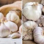 Garlic: इन तरीकों से करें असली और नकली लहसुन की पहचान
