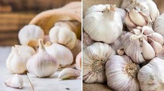 Garlic: इन तरीकों से करें असली और नकली लहसुन की पहचान Garlic: इन तरीकों से करें असली और नकली लहसुन की पहचान
