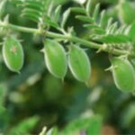 Gram Farming: चने की बुवाई के समय इन बातों का रखें ध्यान