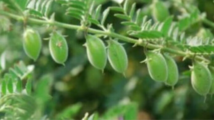 Gram Farming: चने की बुवाई के समय इन बातों का रखें ध्यान