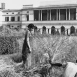 Editorial Aaj Samaaj : खाद्य आत्मनिर्भरता की सूत्रधार रहीं इंदिरा गांधी