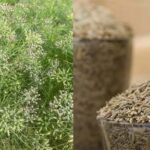 Jeera Farming: 100 से 120 दिनों में कटाई के लिए तैयार हो जाती है जीरी-4 वैरायटी
