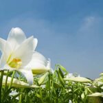 Lily Farming: दिसंबर के महीने में करें इस विदेशी फूल की खेती, कमाएं लाखों रुपए