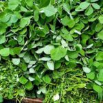 Methi Ka Saag: जानें सर्दियों में मेथी की सब्जी खाने के फायदे