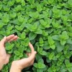 Mint Farming: जानें किचन गार्डेन में कैसे उगाएं पुदीना