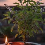 Mokshada Ekadashi Tulsi Puja: मोक्षदा एकादशी पर करें तुलसी से जुड़े उपाय