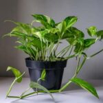 Money Plant Tips: सर्दियों में ऐसे करें मनी प्लांट की देखभाल