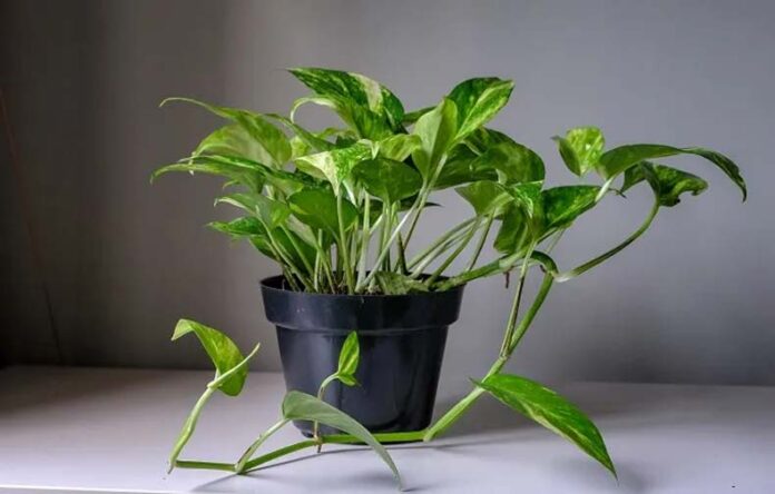Money Plant Tips: सर्दियों में ऐसे करें मनी प्लांट की देखभाल Money Plant Tips: सर्दियों में ऐसे करें मनी प्लांट की देखभाल