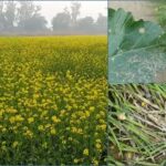 Mustard Farming: सरसों में जड़ गलन और फुलिया रोग से सावधान रहें किसान