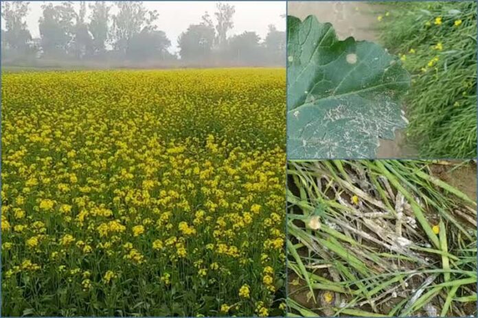 Mustard Farming: सरसों में जड़ गलन और फुलिया रोग से सावधान रहें किसान