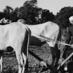 Editorial Aaj Samaaj: पंडित जवाहर लाल नेहरू, भारत के गांव और अन्नदाता किसान