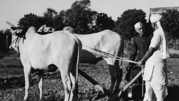 Editorial Aaj Samaaj: पंडित जवाहर लाल नेहरू, भारत के गांव और अन्नदाता किसान Editorial Aaj Samaaj: पंडित जवाहर लाल नेहरू, भारत के गांव और अन्नदाता किसान