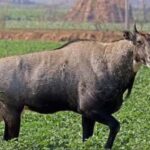 Farming Tips: खेत से नीलगायों को दूर भगाने के लिए करें ये उपाय