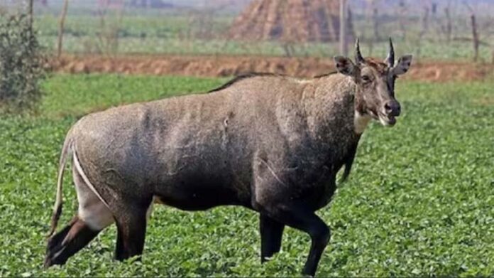 Farming Tips: खेत से नीलगायों को दूर भगाने के लिए करें ये उपाय Farming Tips: खेत से नीलगायों को दूर भगाने के लिए करें ये उपाय