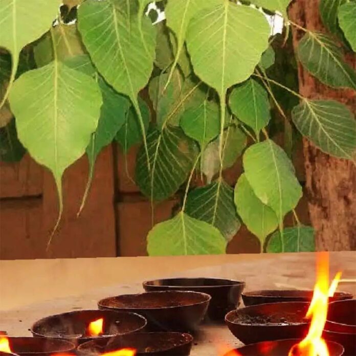 Pitra Dosh Upay: अमावस्या के दिन पीपल के पेड़ के नीचे जलाएं दीपक, पितृ दोष से मिलेगी मुक्ति Pitra Dosh Upay: अमावस्या के दिन पीपल के पेड़ के नीचे जलाएं दीपक, पितृ दोष से मिलेगी मुक्ति