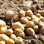 Potato Farming: ‘माउंडिंग तकनीक’ से बढ़ेगी आलू की पैदावार