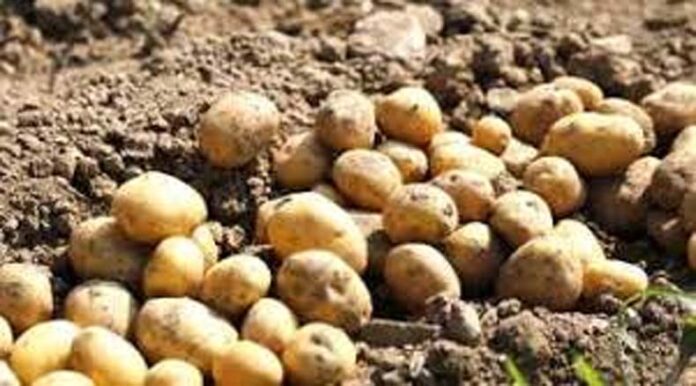 Potato Farming: ‘माउंडिंग तकनीक’ से बढ़ेगी आलू की पैदावार