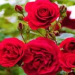 Rose Care Tips: सर्दियों में कैसे करें गुलाब के पौधे की देखभाल