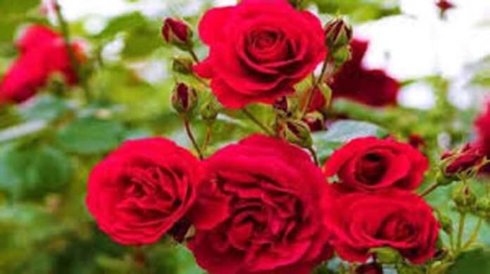 Rose Care Tips: सर्दियों में कैसे करें गुलाब के पौधे की देखभाल Rose Care Tips: सर्दियों में कैसे करें गुलाब के पौधे की देखभाल