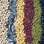 Seeds Buying Tips: बीज खरीदते वक्त इन बातों कर रखें ध्यान