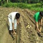 Sugarcane Farming: 15 नवंबर से पहले कर लें गन्ने की बुवाई