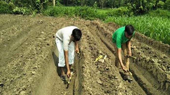 Sugarcane Farming: 15 नवंबर से पहले कर लें गन्ने की बुवाई Sugarcane Farming: 15 नवंबर से पहले कर लें गन्ने की बुवाई