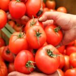 Tomato Farming Tips: टमाटर की फसल के लिए वरदान साबित हो रहा नीम का पाउडर