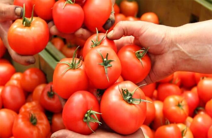 Tomato Farming Tips: टमाटर की फसल के लिए वरदान साबित हो रहा नीम का पाउडर Tomato Farming Tips: टमाटर की फसल के लिए वरदान साबित हो रहा नीम का पाउडर
