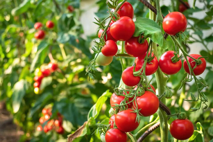 Tomato Cultivation: टमाटर की खेती करने वाले किसानों को इन बातों का रखना चाहिए ध्यान