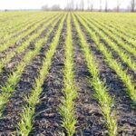 Wheat Farming Tips: गेहूं की बुआई के समय इन बातों का रखें ध्यान, मिलेगी दोगुनी पैदावार