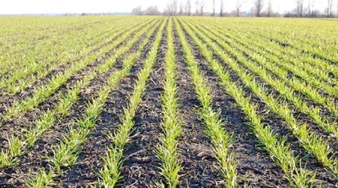 Wheat Farming Tips: गेहूं की बुआई के समय इन बातों का रखें ध्यान, मिलेगी दोगुनी पैदावार Wheat Farming Tips: गेहूं की बुआई के समय इन बातों का रखें ध्यान, मिलेगी दोगुनी पैदावार