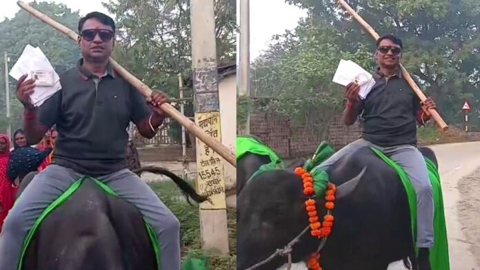 Bihar Assembly Elections 2025: भैंस पर सवार होकर वोट डालने पंहुचा शख्स, पूरे इलाके में बना चर्चा का विषय Bihar Assembly Elections 2025: भैंस पर सवार होकर वोट डालने पंहुचा शख्स, पूरे इलाके में बना चर्चा का विषय