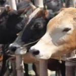 Jind News : गोसंरक्षण और गोवंश संवर्धन को लेकर उठाए जा रहे हैं जरूरी कदम