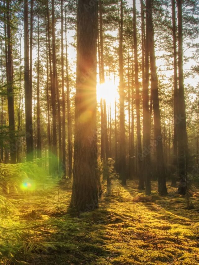 Gk Question: सूरज के बिना धरती का क्या हाल होगा? पढ़कर कांप उठेगी रूह