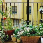 garden protection tips: खराब एक्यूआई से गार्डन हो सकता है तबाह