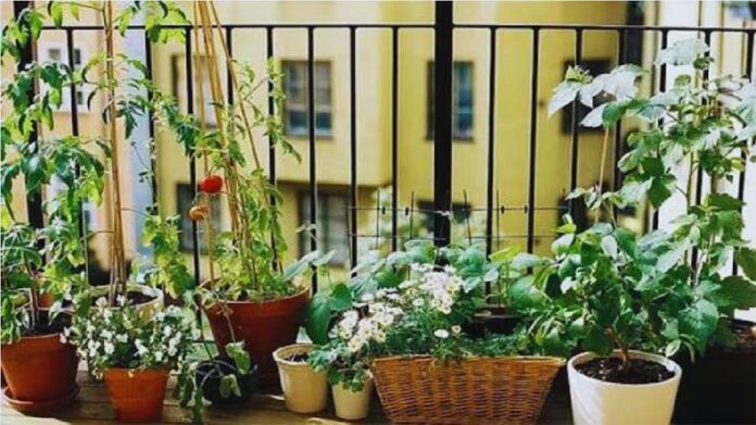 garden protection tips: खराब एक्यूआई से गार्डन हो सकता है तबाह garden protection tips: खराब एक्यूआई से गार्डन हो सकता है तबाह