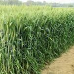 Wheat New Variety HD 3388: 125 दिन में तैयार होगी गेहूं की एचडी 3388 किस्म