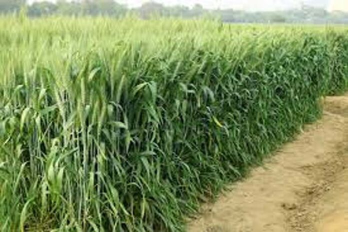 Wheat New Variety HD 3388: 125 दिन में तैयार होगी गेहूं की एचडी 3388 किस्म