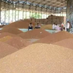 Haryana News: किसानों का गेमचेंजर! QR गेट पास ऐप लॉन्च, धान बेचो बिना लाइन