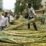 Good News For Sugarcane Farmers : सरकार देगी 5,000 रुपये प्रति एकड़ तक अनुदान, हरियाणा में गन्ना खेती को मिलेगा बढ़ावा