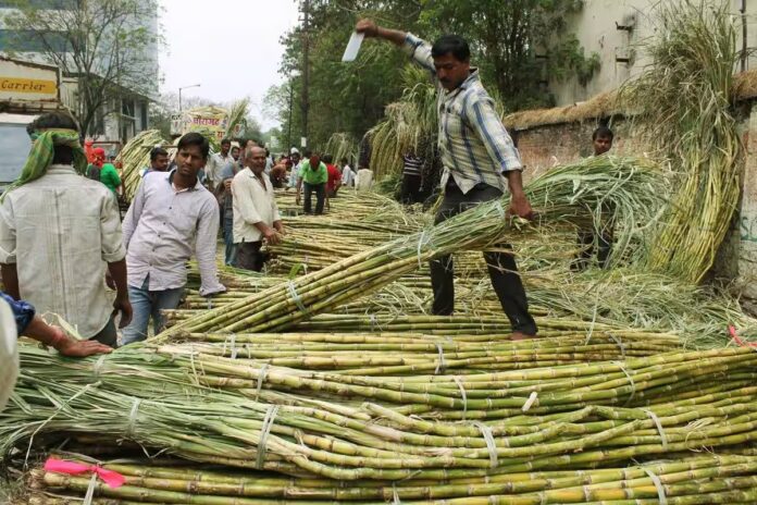 Good News For Sugarcane Farmers : सरकार देगी 5,000 रुपये प्रति एकड़ तक अनुदान, हरियाणा में गन्ना खेती को मिलेगा बढ़ावा