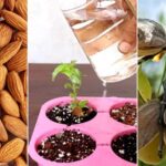 Almond Farming: जानें कैसे किचन गार्डन में उगा सकते हैं बादाम