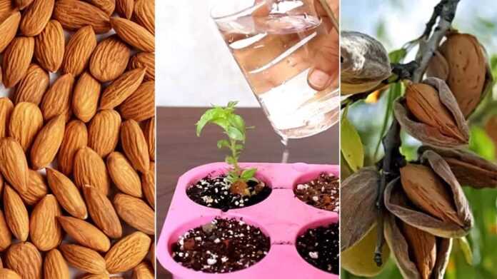 Almond Farming: जानें कैसे किचन गार्डन में उगा सकते हैं बादाम