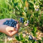 Blueberry Farming: इस आसान ट्रिक से घर पर ही उगाएं अनलिमिटेड ब्लूबेरी