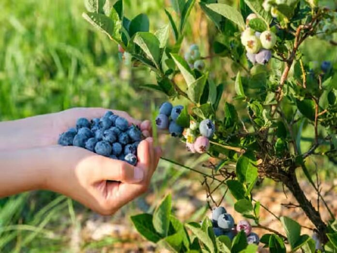 Blueberry Farming: इस आसान ट्रिक से घर पर ही उगाएं अनलिमिटेड ब्लूबेरी Blueberry Farming: इस आसान ट्रिक से घर पर ही उगाएं अनलिमिटेड ब्लूबेरी
