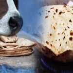 Cow Puja: गाय को रोटी खिलाते समय न करें ये न करें ये गलतियां, लग सकता है ग्रह दोष